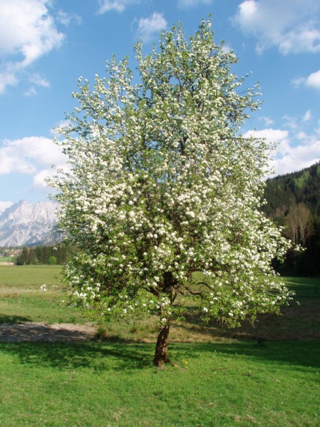 P4250015.JPG